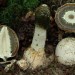 Feedback on the treatment of mushroom Veselka