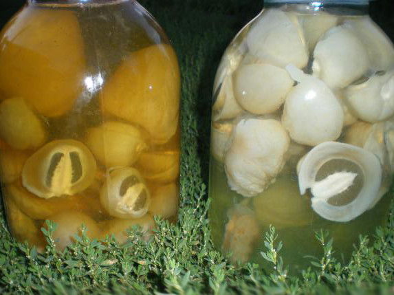 Veselka mushroom - tincture, ointment, recipes, application